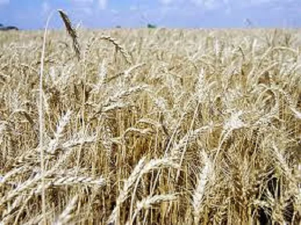 Пшениця м'яка озима сорт Ангелус на продаж- фото № 1