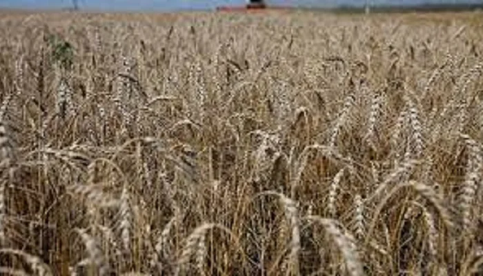 Семена озимой пшеницы Емерино высокого качества- фото № 1