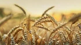 Насіння озимої пшениці Верден - елітний сорт- фото № 1