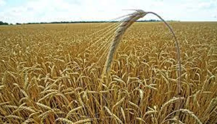 Семена озимої пшениці ЮЛІЯ з Чехії- фото № 1