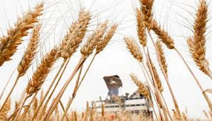 Семена озимої пшениці ГРАНУС з Німеччини- фото № 1