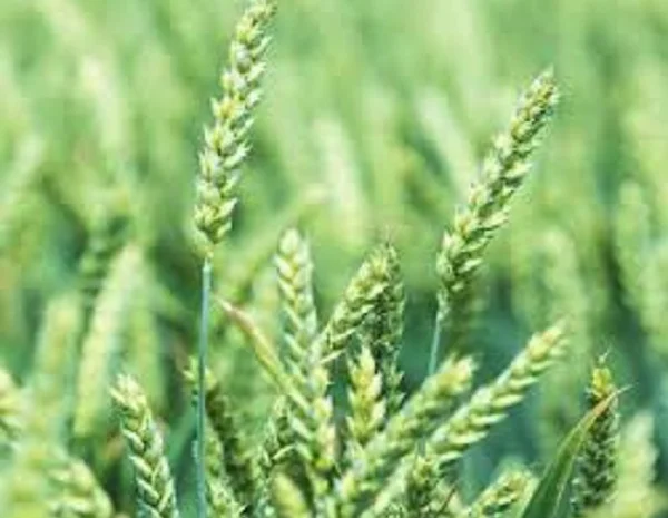 Семена озимої пшениці ТУРАНДОТ з Чехії- фото № 1