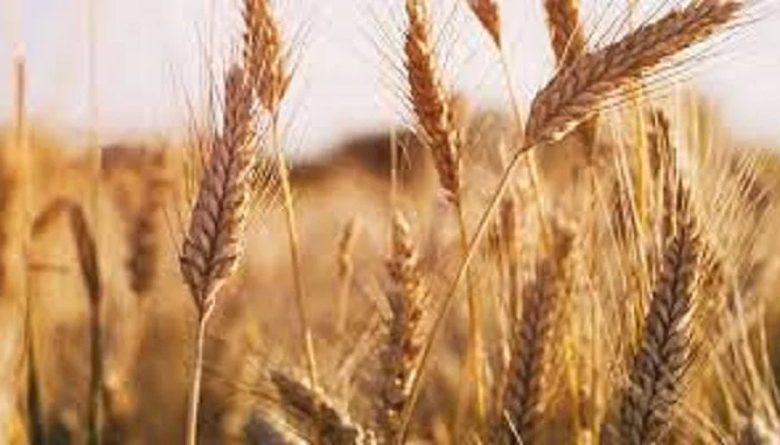 Семена озимої пшениці Ванесса з Чехії- фото № 1