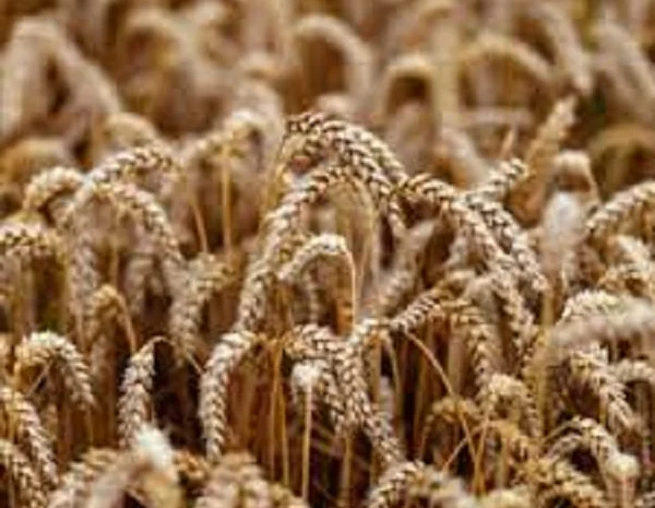 Семена озимої пшениці БОДИЦЕК для продажу- фото № 1