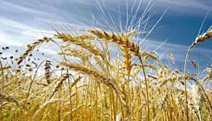 Семена озимой пшеницы БОГЕМИЯ из Чехии- фото № 1