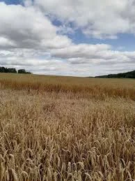 Семена озимої пшениці Бріон (еліта) у продажу- фото № 1