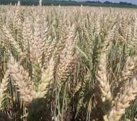 Семена озимої пшениці КРАЕВИД у продажу- фото № 1