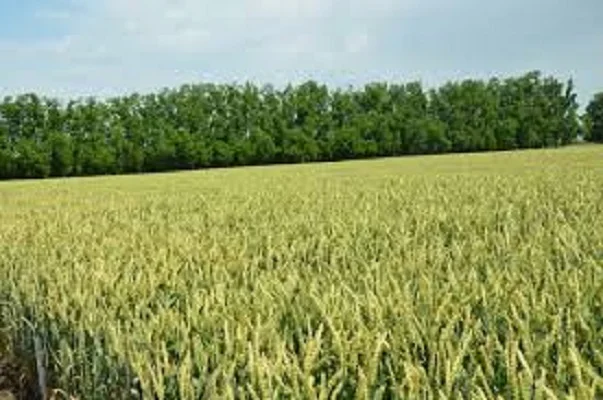 Семена озимой пшеницы ЗАПАШНА- фото № 1