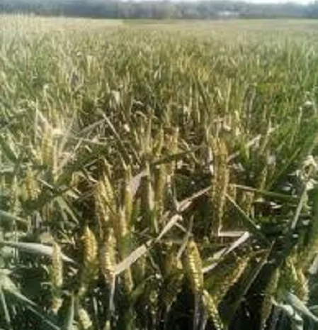 Семена озимой пшеницы ГУРТ на продажу- фото № 1