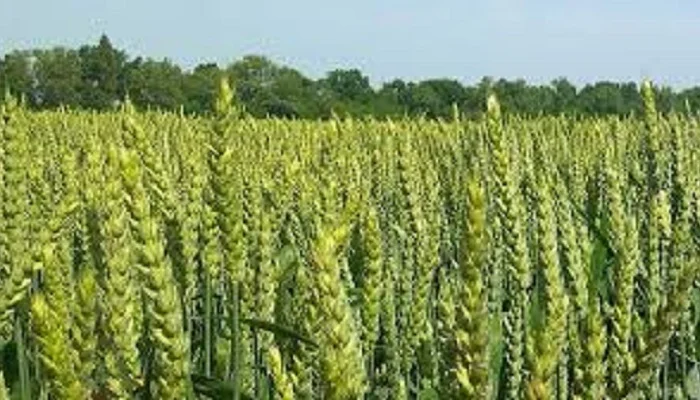 Семена озимої пшениці Донецка 48- фото № 1