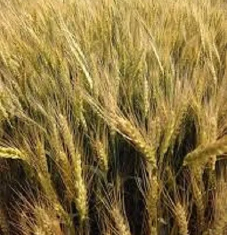 Семена озимої пшениці ВЕТЕРАН для високих врожаїв- фото № 1