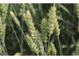 Семена озимої пшениці Бенефіс у продажу- фото № 1