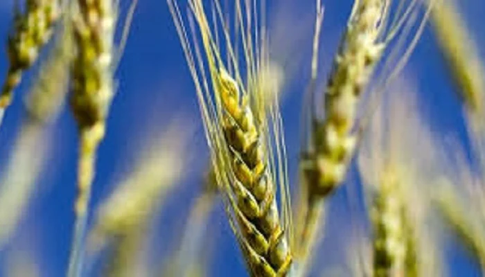 Семена озимої пшениці АНАЛОГ - висока якість- фото № 1