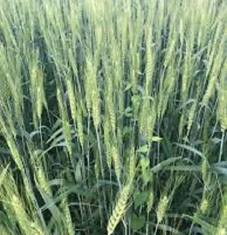 Семена озимой пшеницы Свитанок Мироновский- фото № 1