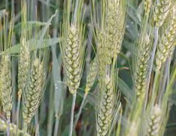 Семена озимої пшениці БОГИНЯ – висока врожайність- фото № 1