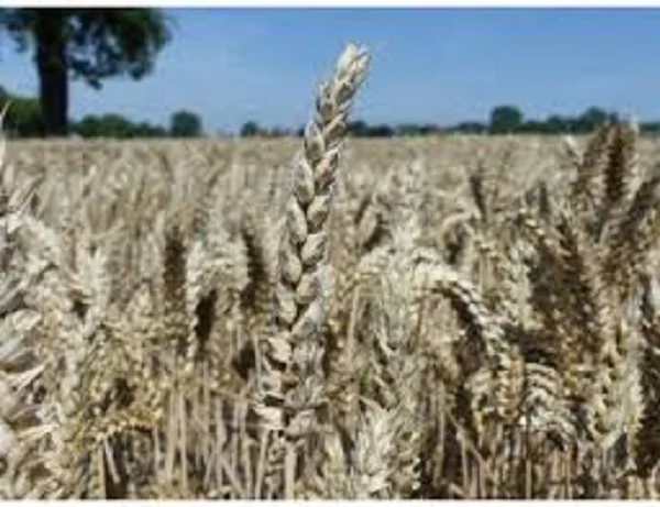 Семена озимої пшениці Жайвір - високі врожаї- фото № 1