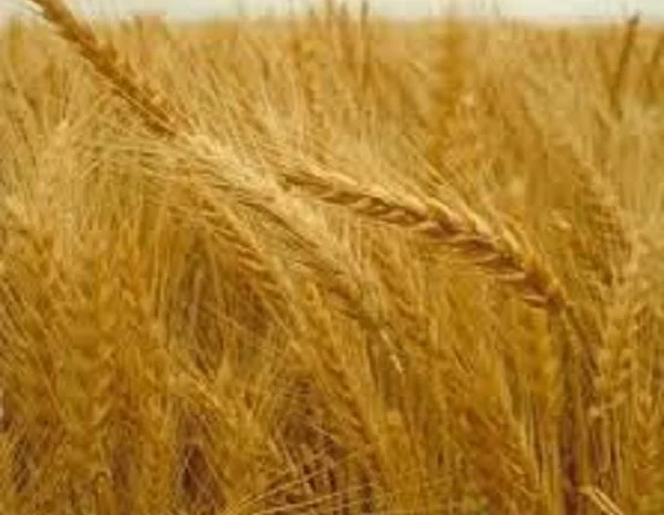 Семена озимой пшеницы Дарунок Поділля- фото № 1