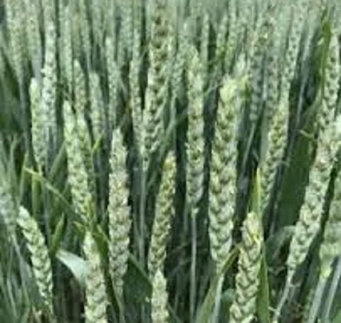 Семена озимої пшениці ДАРИНКА КИЇВСЬКА- фото № 1