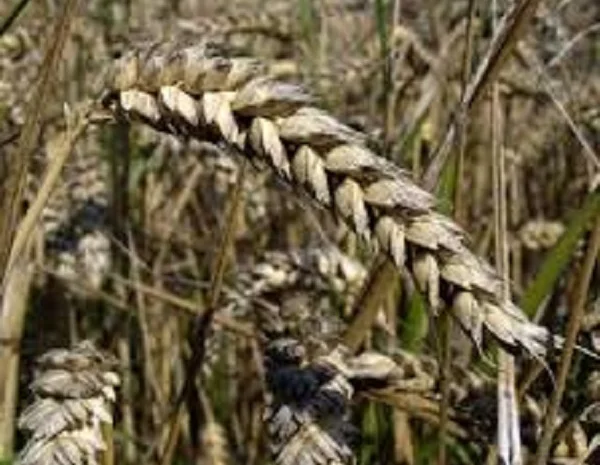 Семена пшеницы ВИТА для продажи- фото № 1