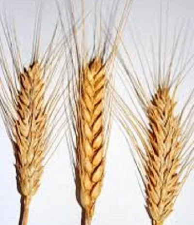 Семена озимої пшениці сорту Іришка- фото № 1