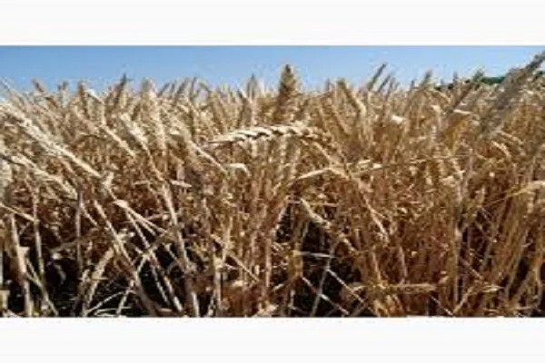 Семена озимой пшеницы ЕСАУЛ на продажу- фото № 1