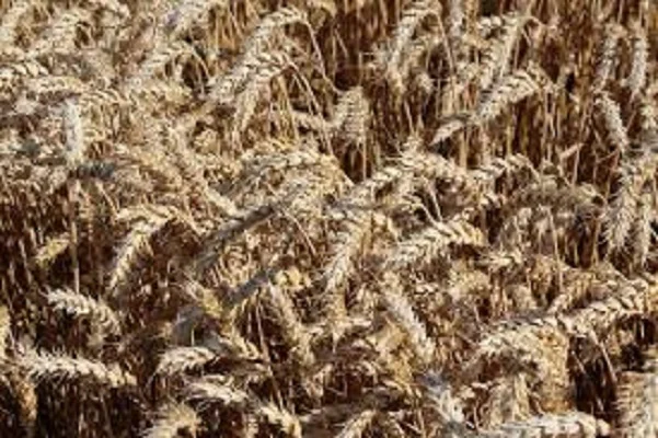 Семена озимой пшеницы ЖИТНИЦА ОДЕССКАЯ для продажи- фото № 1