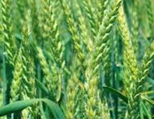 Продаю семена озимой пшеницы ЛИСТ 25- фото № 1