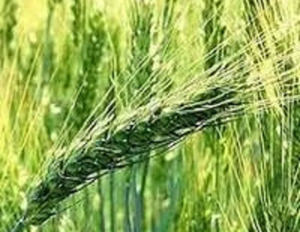 Семена озимой пшеницы ЗИРА на продажу- фото № 1