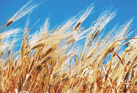 Семена озимої пшениці Журавка Одеська на продажу- фото № 1