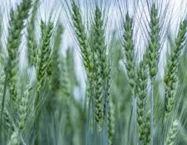 Семена озимої пшениці НІВА ОДЕСЬКА- фото № 1