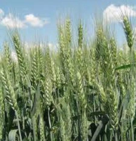Семена озимої пшениці Шестопалівка – висока врожайність- фото № 1