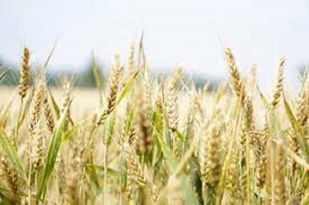 Семена озимой пшеницы ЗИСК для продажи- фото № 1