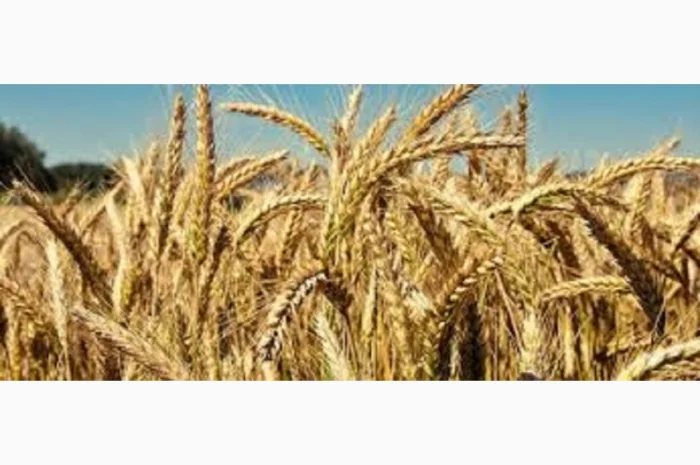 Семена озимої пшениці Бунчук у продажу- фото № 1