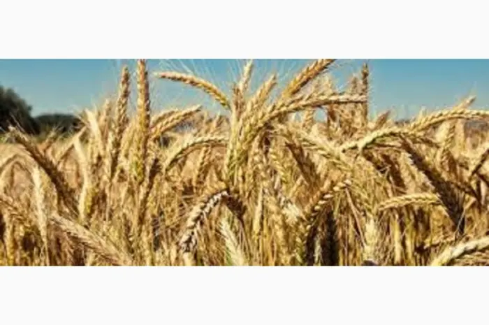 Семена озимой пшеницы Бунчук в продаже- фото № 1