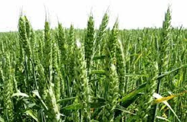 Семена озимої пшениці КАЛАНЧА на продажу- фото № 1