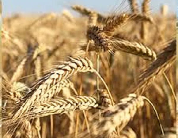 Семена озимої пшениці СТАТНА на продажу- фото № 1