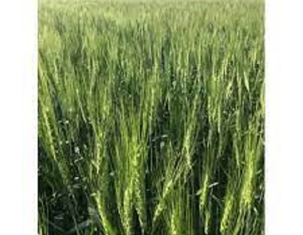 Семена озимої пшениці ЛАЗУРНАЯ - високі врожаї- фото № 1