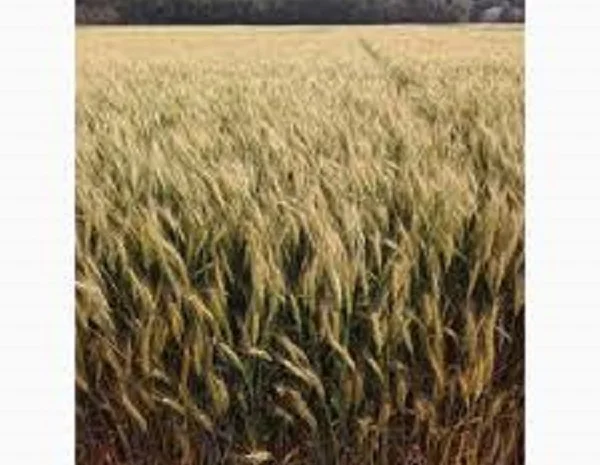 Семена озимой пшеницы Подолянка на продажу- фото № 1