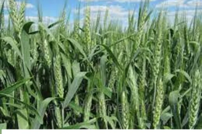 Семена озимої пшениці Ліра Одеська на продаж- фото № 1