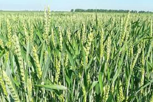 Насіння озимої пшениці БОГДАНА на продаж- фото № 1