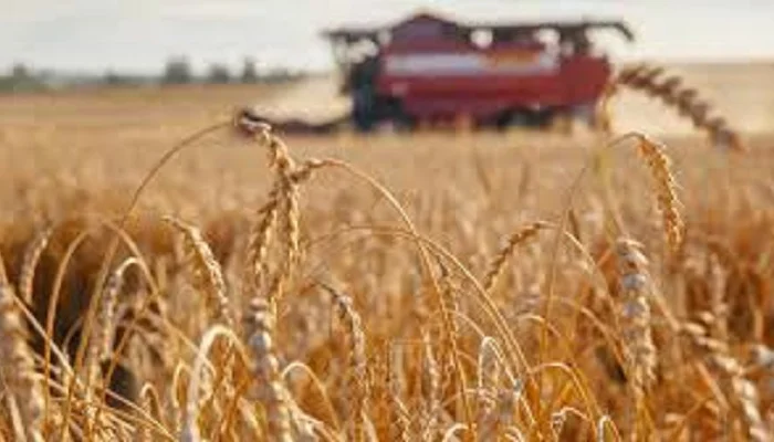 Продаж озимої пшениці сорту Домінікус- фото № 1