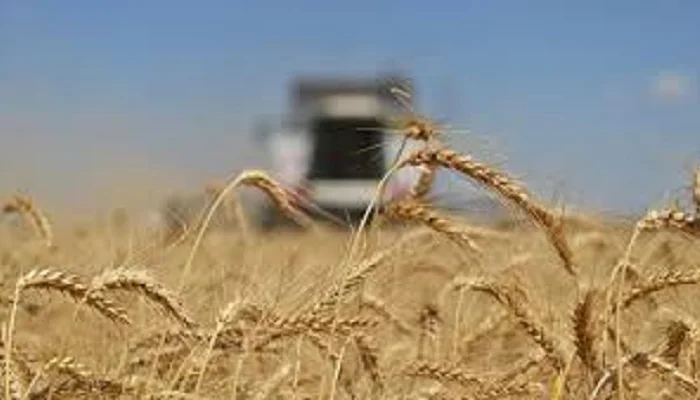 Пшеница Центурион – сорт с высокой урожайностью- фото № 1