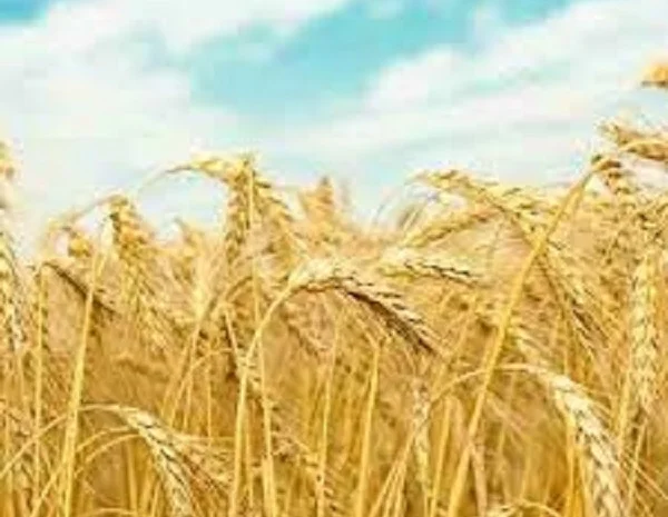 Озимая пшеница Щедрость Одесская в продаже- фото № 1