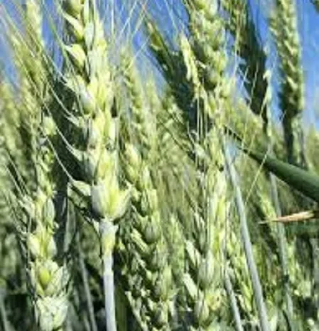 Пшениця озима сорту Озерна на продаж- фото № 1