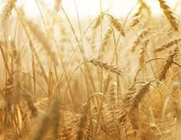 Озима пшениця Розквіт- фото № 1