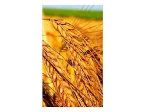 Продаж озимої пшениці сорту Перепілка- фото № 1