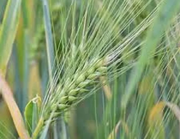 Пшеница озимая сорт Манера Одеська на продажу- фото № 1