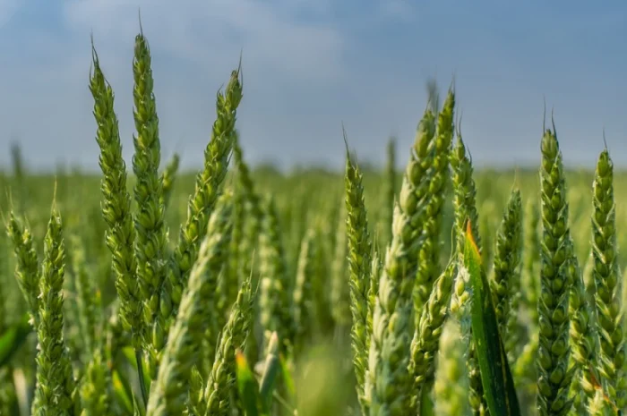 Продажа насіння пшениці озимої Емерік KWS- фото № 1