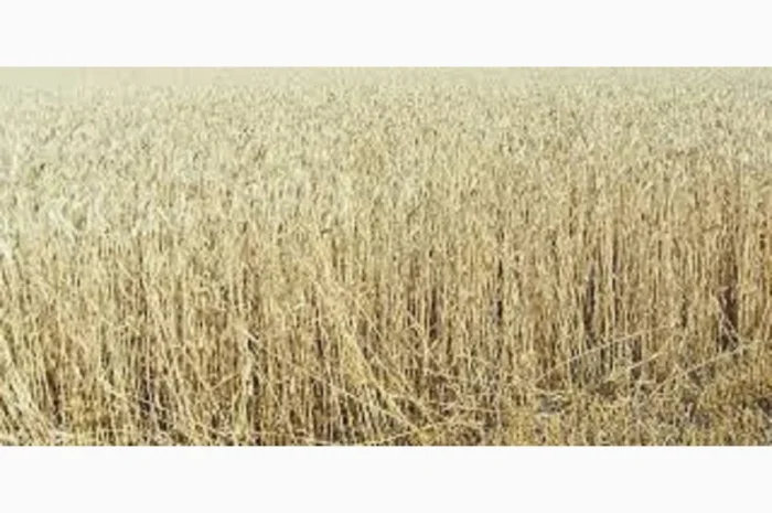 Пшениця м’яка озима МІП КНЯЖНА на продаж- фото № 1
