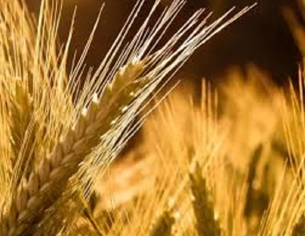 Пшениця м'яка озима МІП ВАЛЕНСІЯ на продаж- фото № 1